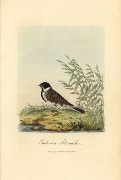 Framed Print : Reed bunting, Emberiza schoeniclus Framed Print : Reed bunting, Emberiza schoeniclus