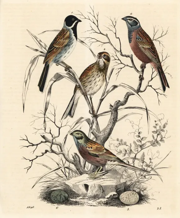 Framed Print : Reed bunting and rock bunting Framed Print : Reed bunting and rock bunting