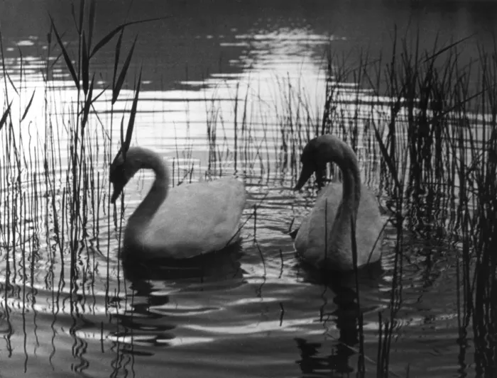 Framed Print : REED SWANS Framed Print : REED SWANS