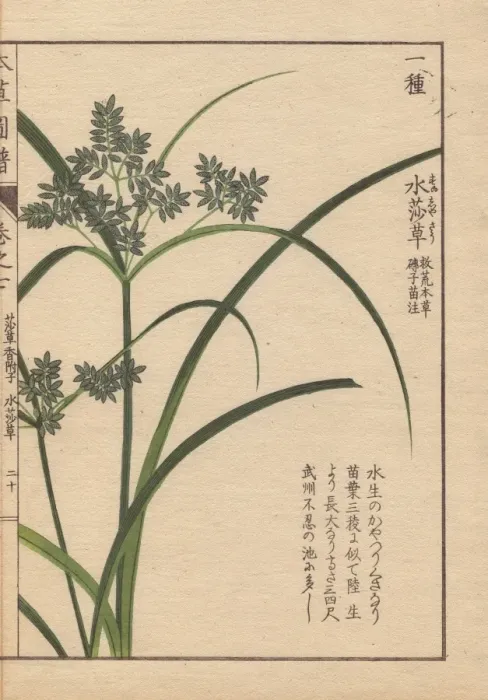 Framed Print : Reeds and blue flowers of Cyperus Iwasakii Mak Framed Print : Reeds and blue flowers of Cyperus Iwasakii Mak