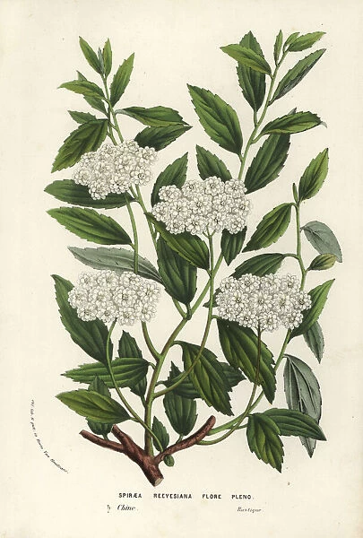 Reeves spiraea, Spiraea cantoniensis f. lanceata