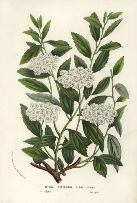 Framed Print : Reeves spiraea, Spiraea cantoniensis f. lanceata Framed Print : Reeves spiraea, Spiraea cantoniensis f. lanceata