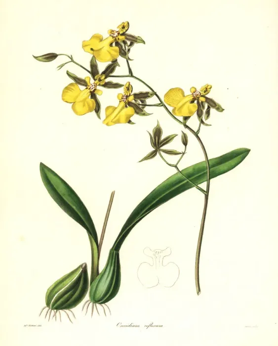 Framed Print : Reflected oncidium orchid, Oncidium reflexum Framed Print : Reflected oncidium orchid, Oncidium reflexum