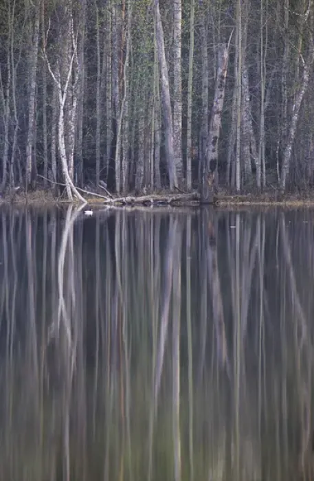 Framed Print : Reflections in a small lake in taiga forest Framed Print : Reflections in a small lake in taiga forest