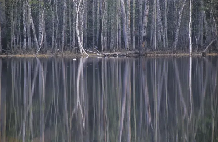 Framed Print : Reflections in a small lake in taiga forest Framed Print : Reflections in a small lake in taiga forest