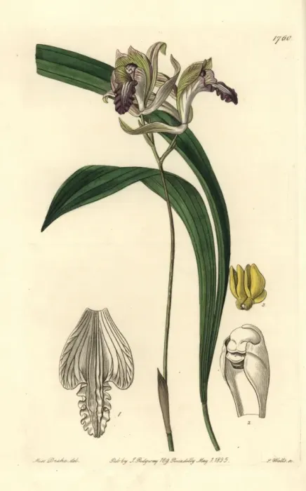 Framed Print : Reflexed bletia orchid, Bletia reflexa Framed Print : Reflexed bletia orchid, Bletia reflexa