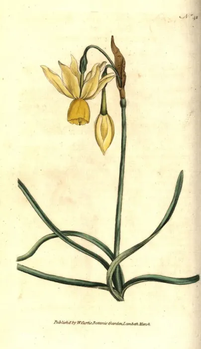 Framed Print : Reflexed daffodil, Narcissus triandrus Framed Print : Reflexed daffodil, Narcissus triandrus