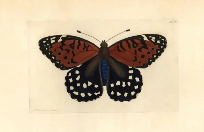 Framed Print : Regal fritillary butterfly, Speyeria idalia Vulnerable Framed Print : Regal fritillary butterfly, Speyeria idalia Vulnerable