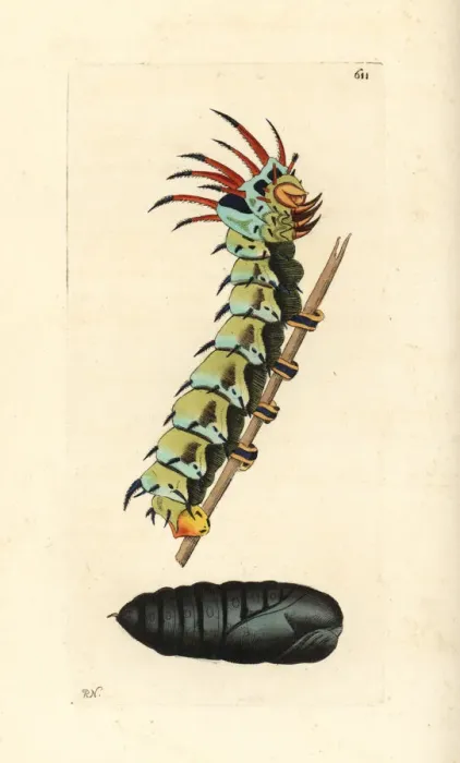 Framed Print : Regal moth, Citheronia regalis Framed Print : Regal moth, Citheronia regalis