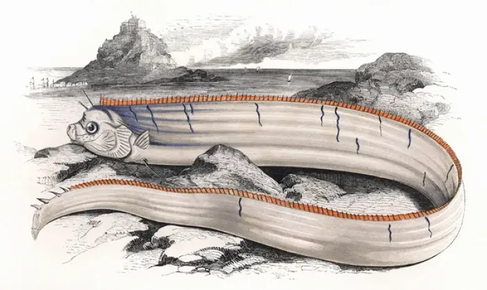 Framed Print : Regalecus Banskii, or Bankss Oarfish Framed Print : Regalecus Banskii, or Bankss Oarfish