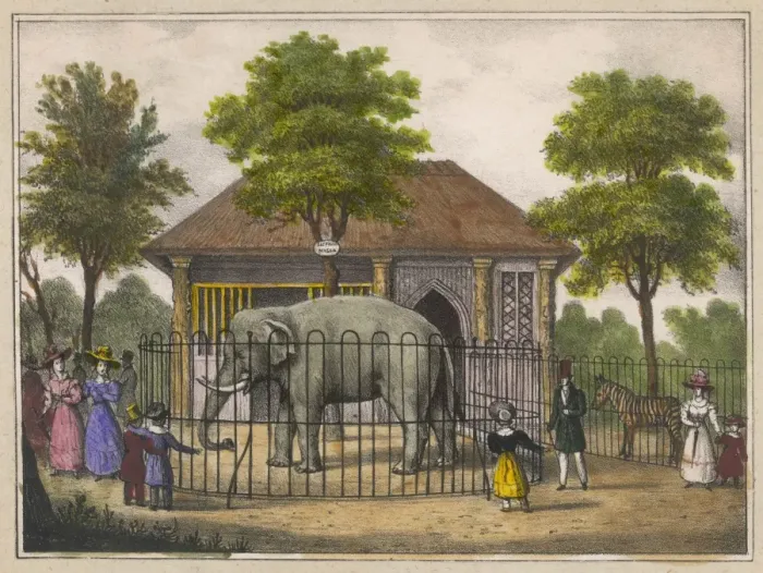 Framed Print : Regents Park Elephants Framed Print : Regents Park Elephants