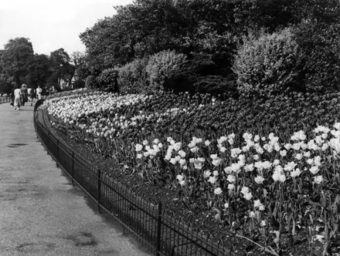 Framed Print : Regents Park Tulips Framed Print : Regents Park Tulips