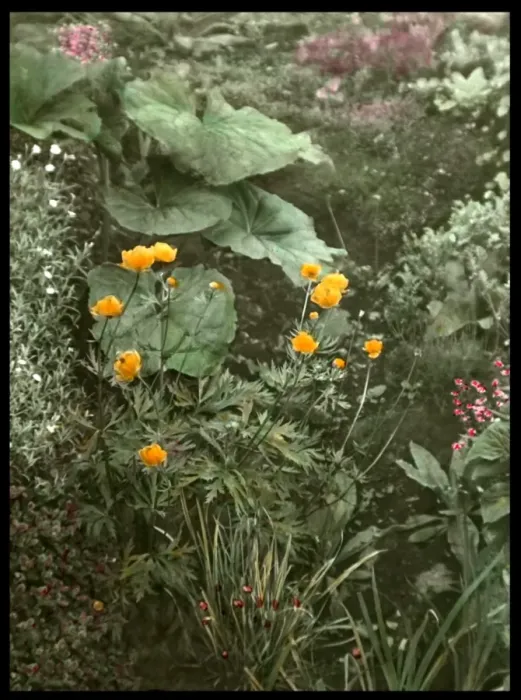 Framed Print : Detail of Reginald Malbys garden Framed Print : Detail of Reginald Malbys garden