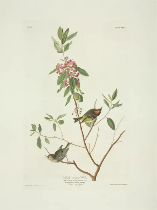 Framed Print : Regulus calendula, ruby-crowned kinglet Framed Print : Regulus calendula, ruby-crowned kinglet
