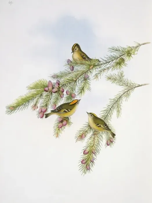 Framed Print : Regulus cristatus, goldcrest Framed Print : Regulus cristatus, goldcrest