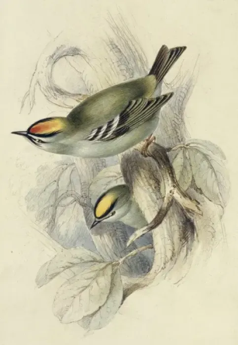 Framed Print : Regulus regulus, goldcrest Framed Print : Regulus regulus, goldcrest