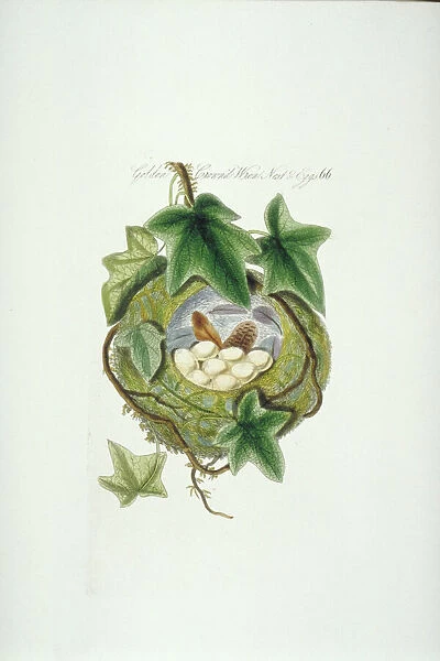 Regulus regulus, goldcrest nest and eggs