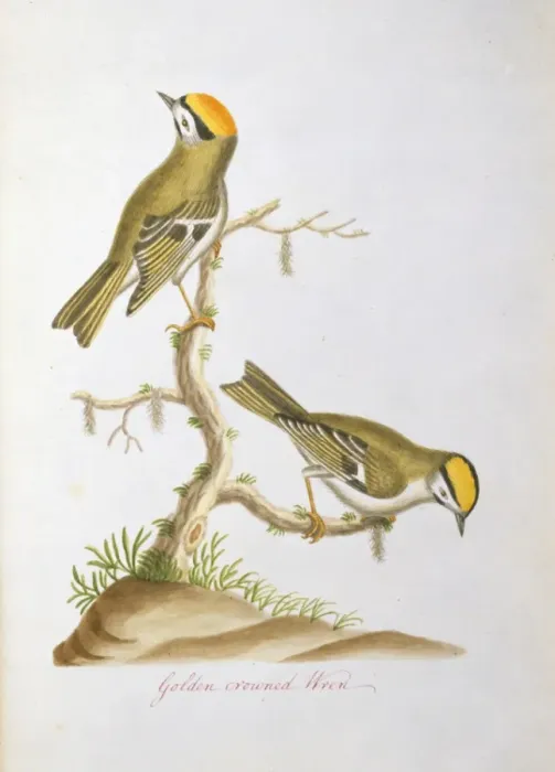 Framed Print : Regulus satrapa, golden-crowned kinglet Framed Print : Regulus satrapa, golden-crowned kinglet