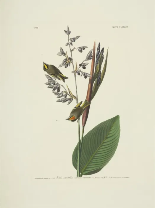 Framed Print : Regulus satrapa, golden-crowned kinglet Framed Print : Regulus satrapa, golden-crowned kinglet