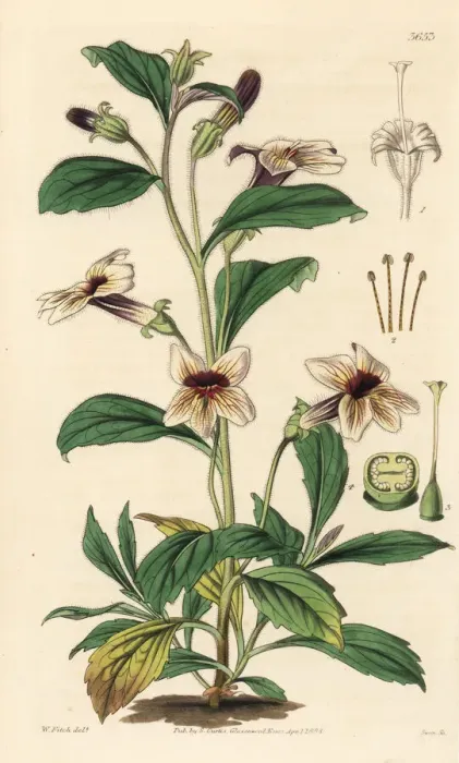 Framed Print : Rehmannia glutinosa Framed Print : Rehmannia glutinosa
