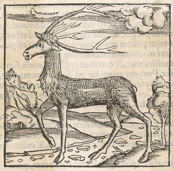 Reindeer 1553