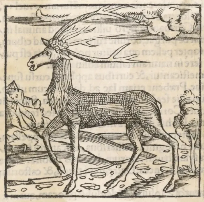 Framed Print : Reindeer 1553 Framed Print : Reindeer 1553