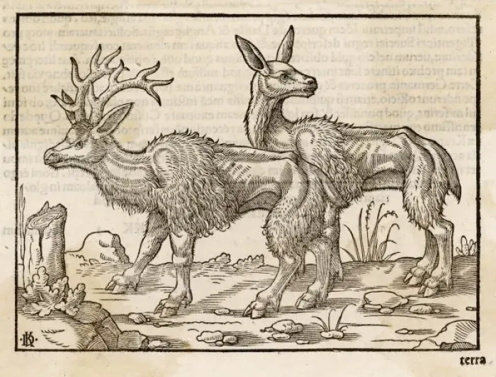 Framed Print : Reindeer 1553 Framed Print : Reindeer 1553