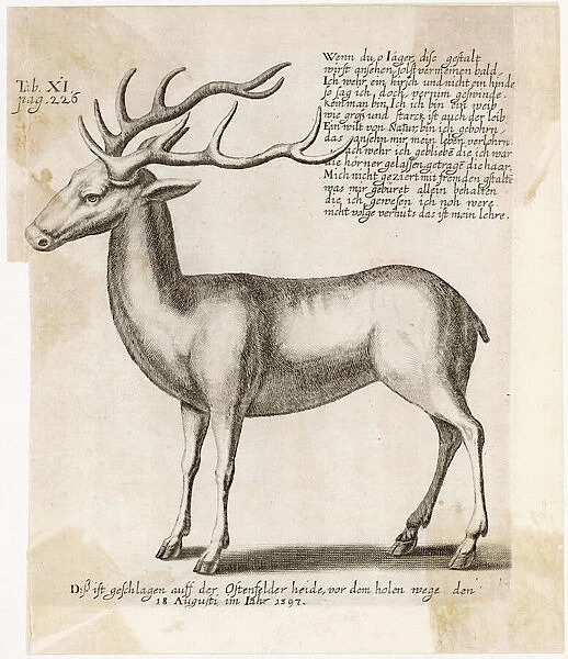 Reindeer 1597. A German depiction with notes on hunting - in Germany