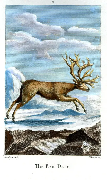 Framed Print : Reindeer Framed Print : Reindeer