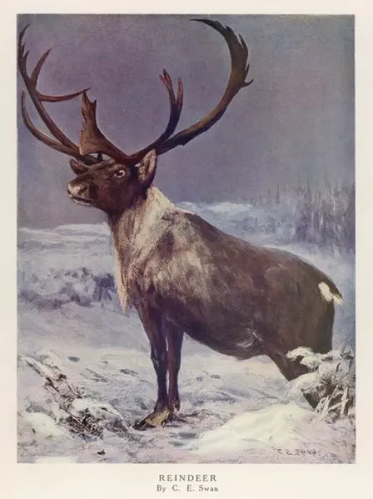 Framed Print : REINDEER / C. E. SWAN / 1909 Framed Print : REINDEER / C. E. SWAN / 1909