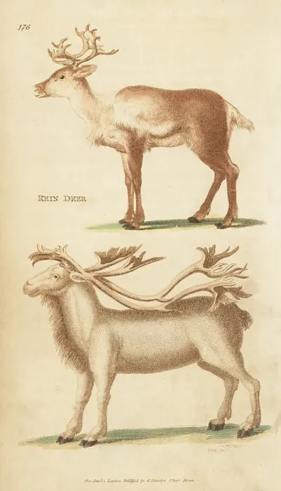 Framed Print : Reindeer or caribou, Rangifer tarandus, doe and stag Framed Print : Reindeer or caribou, Rangifer tarandus, doe and stag