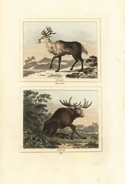 Framed Print : Reindeer and elk Framed Print : Reindeer and elk