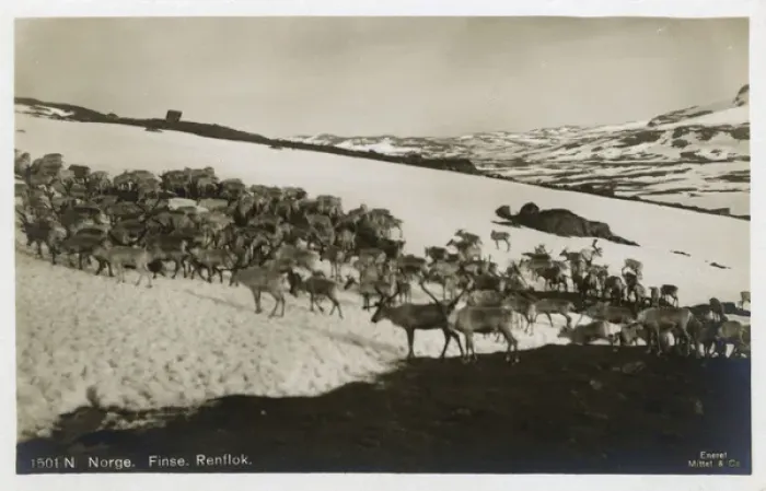 Framed Print : Reindeer Herd, Finse, Hordaland County, Norway Framed Print : Reindeer Herd, Finse, Hordaland County, Norway