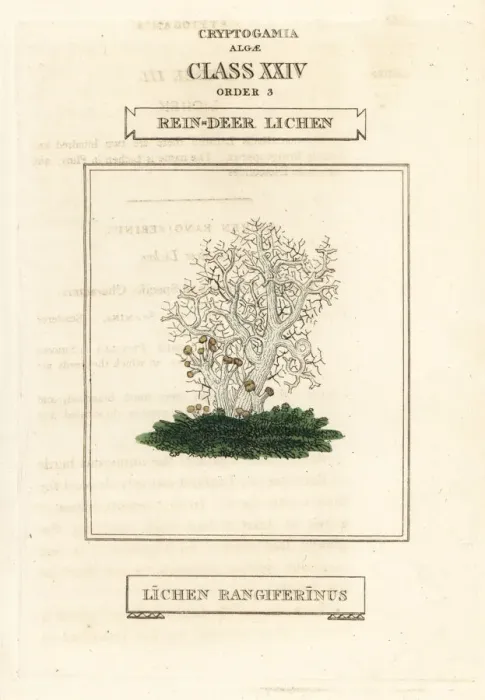 Framed Print : Reindeer lichen, Lichen rangiferinus Framed Print : Reindeer lichen, Lichen rangiferinus