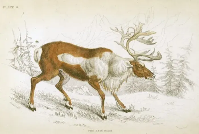 Framed Print : Reindeer / Naturalist s Framed Print : Reindeer / Naturalist s