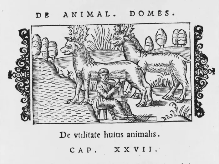 Framed Print : Reindeer / Olaus / Milking Framed Print : Reindeer / Olaus / Milking
