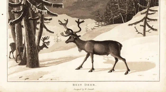 Framed Print : Reindeer, Rangifer tarandus, in a snow-covered landscape Framed Print : Reindeer, Rangifer tarandus, in a snow-covered landscape