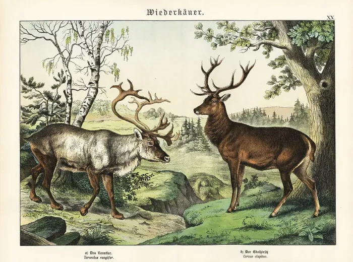 Framed Print : Reindeer and red deer Framed Print : Reindeer and red deer