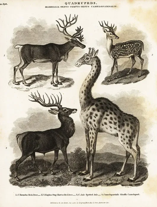 Framed Print : Reindeer, red deer, axis deer and giraffe Framed Print : Reindeer, red deer, axis deer and giraffe