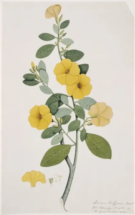 Framed Print : Reinwardtia trigyna, yellow flax Framed Print : Reinwardtia trigyna, yellow flax