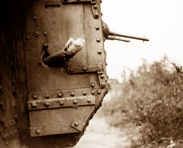 Framed Print : Releasing a carrier pigeon from a British tank Framed Print : Releasing a carrier pigeon from a British tank