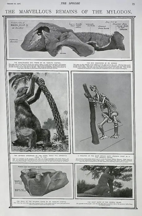 Framed Print : The remains of the animal the Mylodon Framed Print : The remains of the animal the Mylodon
