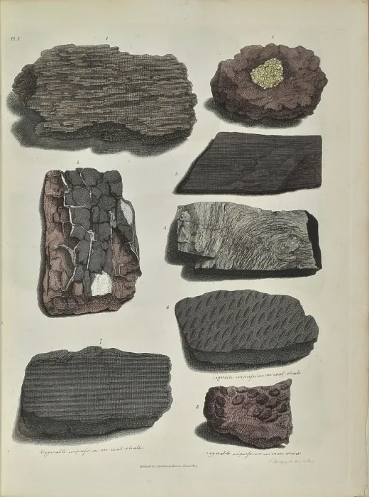 Framed Print : Remains of fossil plants, including fossil wood and bark Framed Print : Remains of fossil plants, including fossil wood and bark