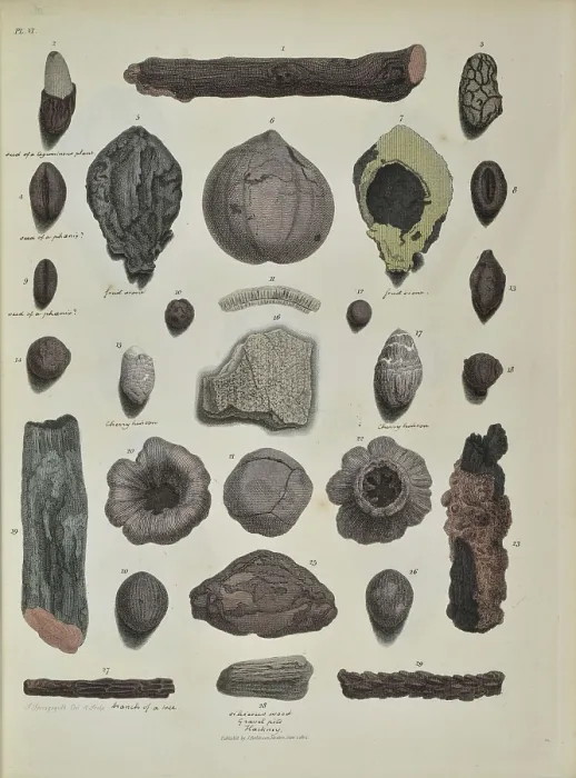 Framed Print : Remains of fossil plants, including twigs and nuts