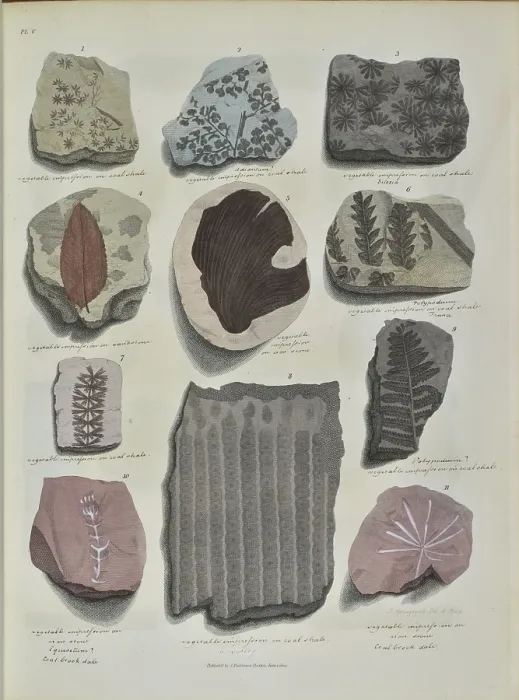 Framed Print : Remains of fossil plants, mostly leaves Framed Print : Remains of fossil plants, mostly leaves
