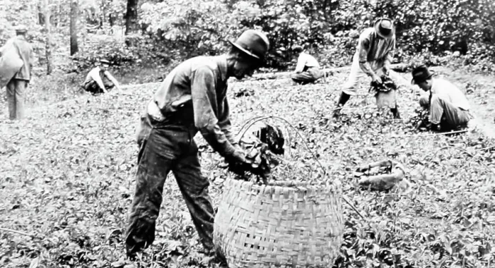 Framed Print : Removing tobacco plants from a bed at a plantation, Virginia Framed Print : Removing tobacco plants from a bed at a plantation, Virginia