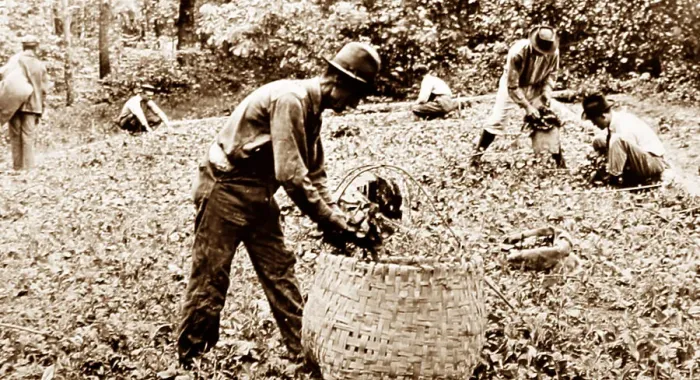 Framed Print : Removing tobacco plants from a bed at a plantation, Virginia Framed Print : Removing tobacco plants from a bed at a plantation, Virginia