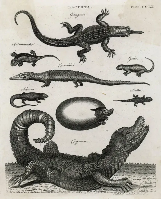 Framed Print : REPTILE / GECKO Framed Print : REPTILE / GECKO