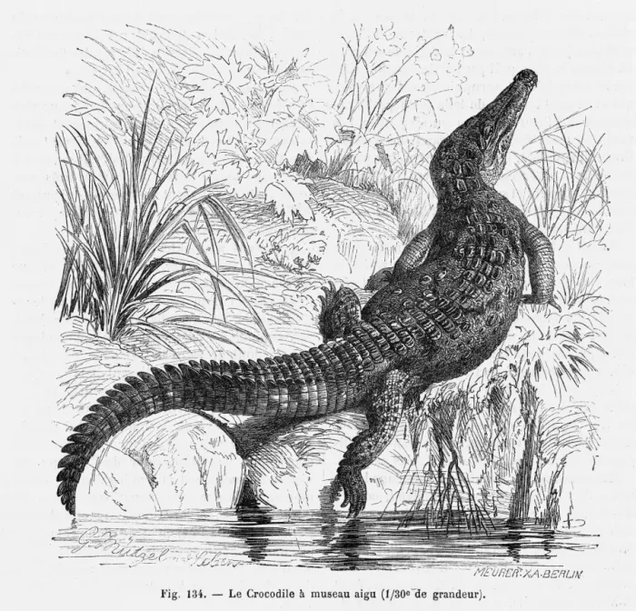 Framed Print : Reptiles / Crocodile Framed Print : Reptiles / Crocodile