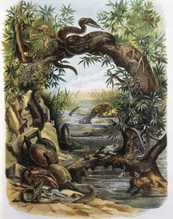 Framed Print : Reptiles and Crustaceans. Engraving after a drawing Framed Print : Reptiles and Crustaceans. Engraving after a drawing